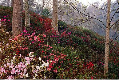前《光环》开发人员开发免费UE5《光环》游戏